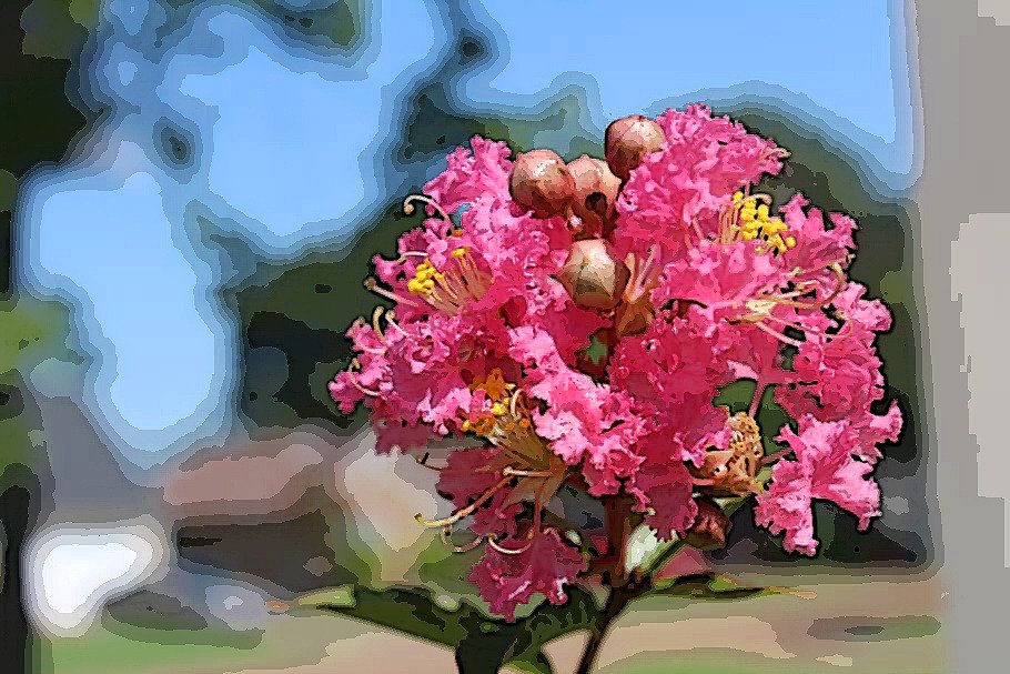 Easy Tips to Care Crepe Myrtle & What is It?