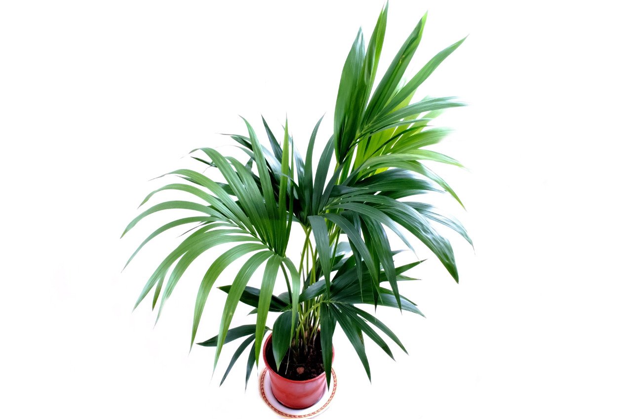 Effective methods to Care Kentia Palm(Howea forsteriana)