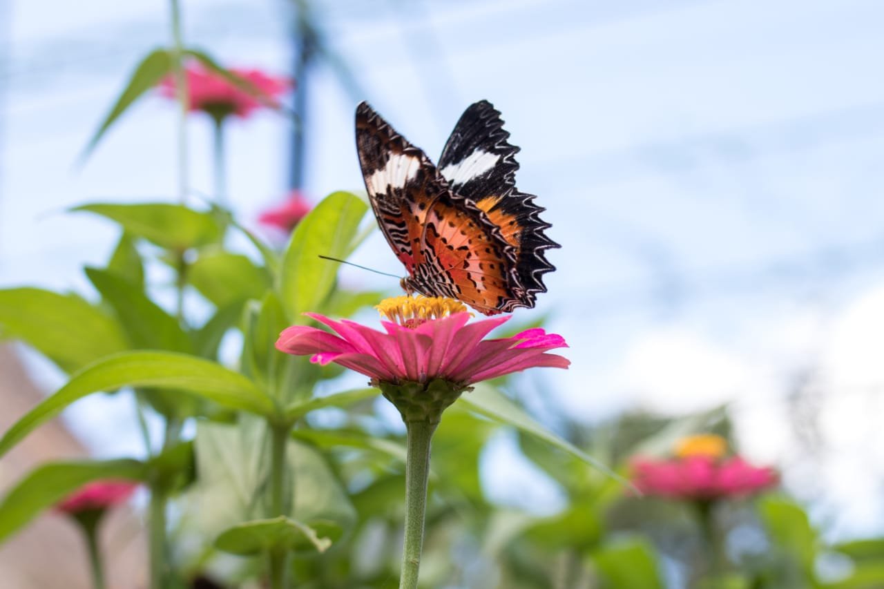 How to Attract and Raise Butterflies at Home