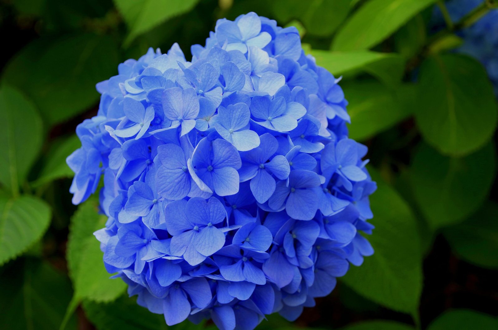 HYDRANGEA CARE AND QUERIES