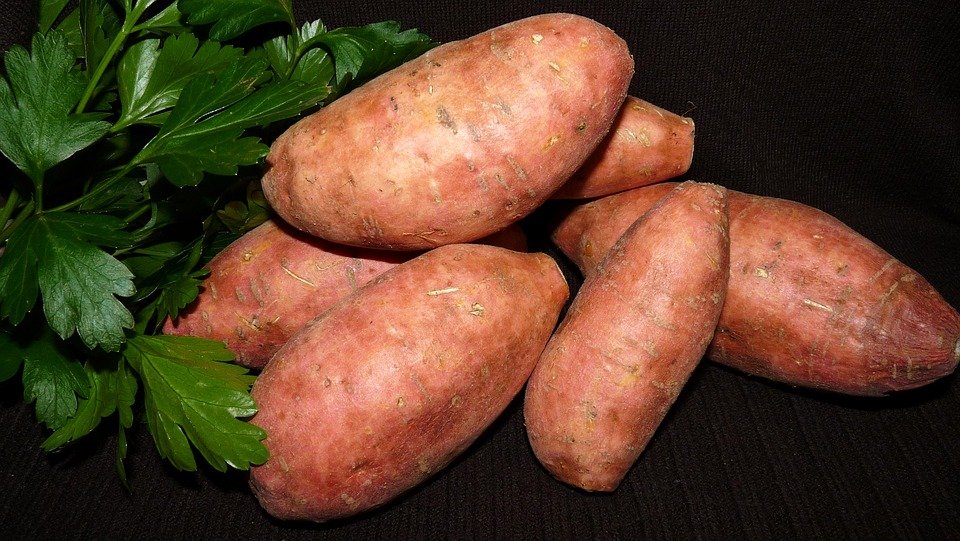 Easy to Grow Sweet Potatoes in Your Garden Yard