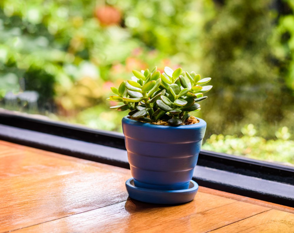 Jade Plant ||Best Way to Grow Healthy Jade Plant