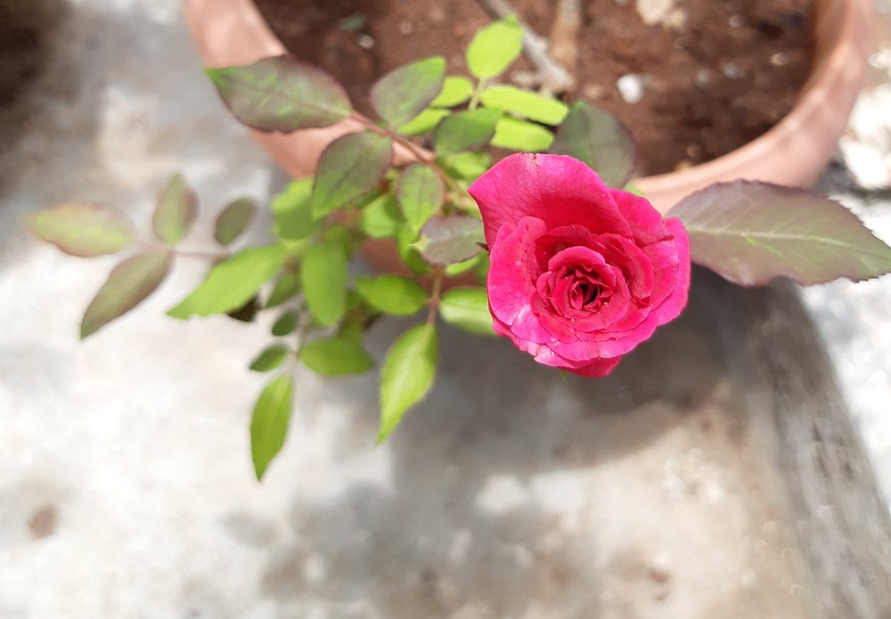 How to Identify the Kashmiri Rose & How to care