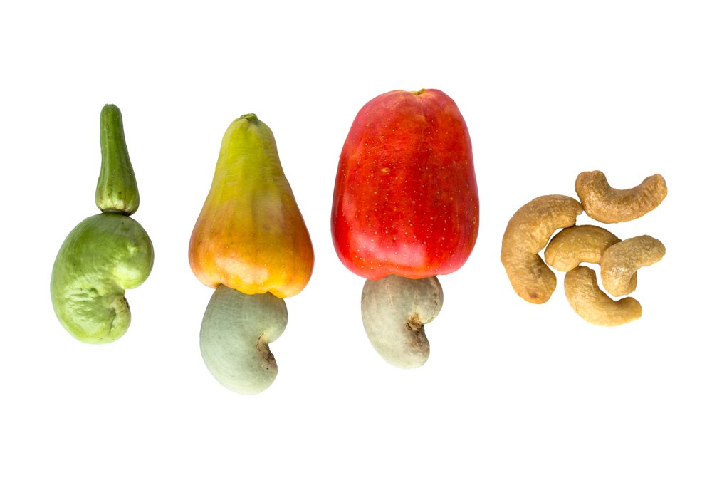 How to Grow Cashew Tree From Seed at Home